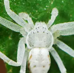 female