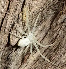 female