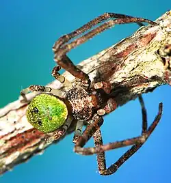 male