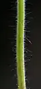 Hairy stem of Geranium molle