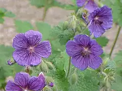 Geranium platypetalum