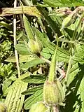 Buds