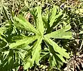 Leaf