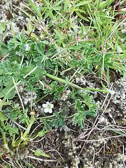 Geranium retrorsum