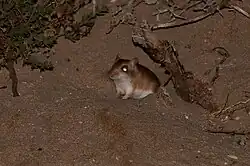 Brown gerbil