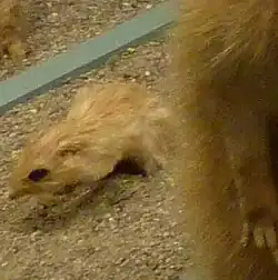 Brown gerbil