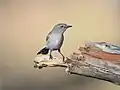 Subspecies exsul.