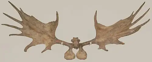 Irish elk, extinct species