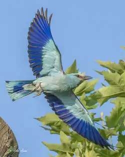 European roller, Padua, Veneto