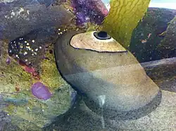 Living specimen of Megathura crenulata (giant keyhole limpet) with mantle extended over shell