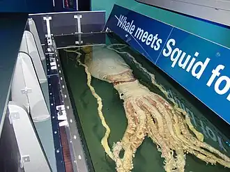 #442 (26/1/2001), Same specimen as it appeared on public display at Melbourne Museum in 2006