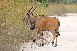 Brown bovid