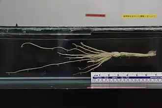 #552 (19/4/2013), Juvenile giant squid caught off Uchinoura, Kagoshima Prefecture, Japan, on 19 April 2013. Preserved in ethanol at Kagoshima City Aquarium "Io World" (see also closeup).