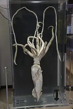 #573 (12/3/2014), Medium-sized specimen caught alive in Tokyo Bay, Japan, on 12 March 2014. Displayed in formalin at Kannonzaki Nature Museum, Kanagawa Prefecture (see also lateral view and closeup of suckers of tentacle and arm), together with a second, acrylic-embedded specimen (#632).