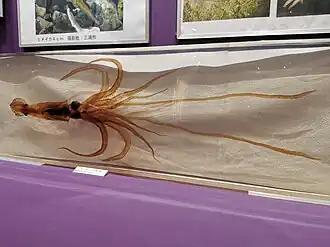 #632 (6/5/2015), Giant squid caught alive in Tokyo Bay, Japan, on 6 May 2015. Displayed embedded in acrylic block at Kannonzaki Nature Museum, together with a second, formalin-preserved specimen (#573) (see also overview of display).