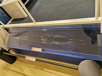 #643 (4/2/2016), Gladius (internal shell) from a poorly preserved specimen found washed ashore on 4 February 2016 on a beach in Tottori City, Tottori Prefecture, Japan. On display at San'in Kaigan Geopark Museum of the Earth and Sea, together with a whole specimen (#566).