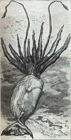 #60 (10/11/1881), Illustration of the giant squid that was found in Portugal Cove, Newfoundland, on 10 November 1881 (Verrill's penultimate specimen—No. 27). Based on a photograph by E. Lyons of St. John's, it was published in Harper's Weekly for 10 December (, 1881:821, fig.).