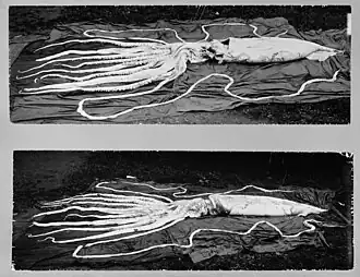 #70 (27/9/1896), Ventral (top) and dorsal views of the second 1896 specimen from Kyrksæterøra. The present copy was released by the NTNU Museum of Natural History and Archaeology in 2011; lower-resolution versions originally appeared in Storm (1897:100, fig. 20) and Brinkmann (1916:179, fig. 2).