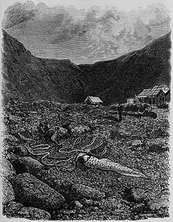 #33 (2/11/1874), The "calmar gigantesque" that washed ashore on Île Saint-Paul on 2 November 1874, as documented by geologist Charles Vélain during a French astronomical mission to Île Saint-Paul to observe the transit of Venus (Vélain, 1877:81, fig. 8). The illustration is based on a photograph, one of the first ever taken of a giant squid.