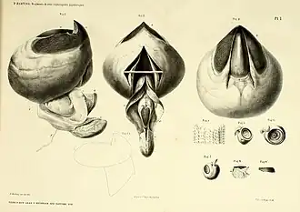 #16 (≤1860), Beak with associated buccal musculature, radula, and loose suckers of the type specimen of Loligo (later Architeuthis) hartingii, the provenance of which is unknown (Harting, 1860:pl. 1)