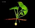 Extant G. biloba[54]