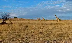 Western Kgalagadi