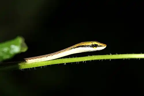 Lateral view