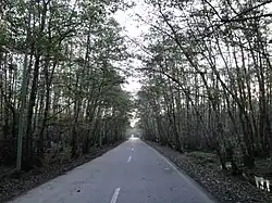 Gisoum-forest -1
