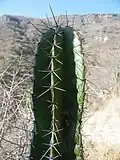 Stem