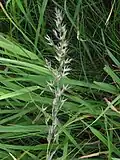 Bunched panicle
