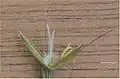 Gaping spikelet and awn