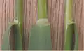 Ligule