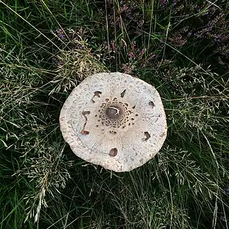 Cap detail