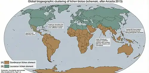 Schematic world map illustrating global biogeographic clustering of lichen biotas, with brown and green regions indicating Gondwanan and Laurasian elements, approximate boundaries between them, and labelled anomalies in the Americas, India, and Southeast Asia