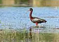 Glossy ibis
