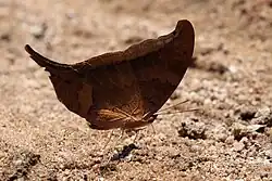 M. furcala southern Amazon