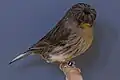 Gloster Fancy (Corona melanin)