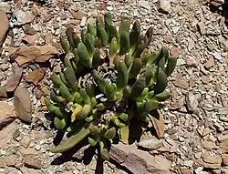 Glottiphyllum surrectum
