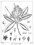Sketch including flowers