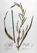 Glyceria fluitans (paprastoji monažolė). The seeds were used for food and are mentioned as being among the natural products of Lithuania Minor along with beeswax, honey, amber and timber.[17]