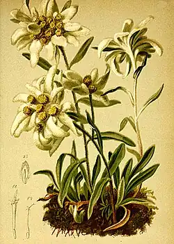 Botanic illustration.