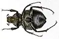 Underside of female