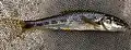 Gobio gobio, the gudgeon