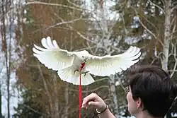 Harnessed Tanimbar corella or Goffin's cockatoo preparing to land