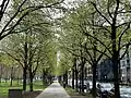 Tree canopy in spring.