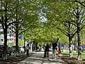 Tree canopy in summer.