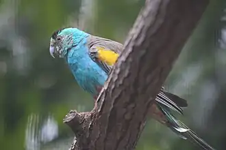 Golden-shouldered parrot