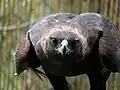 Golden eagle