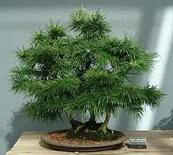 Bonsai example