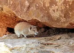 Brown mouse